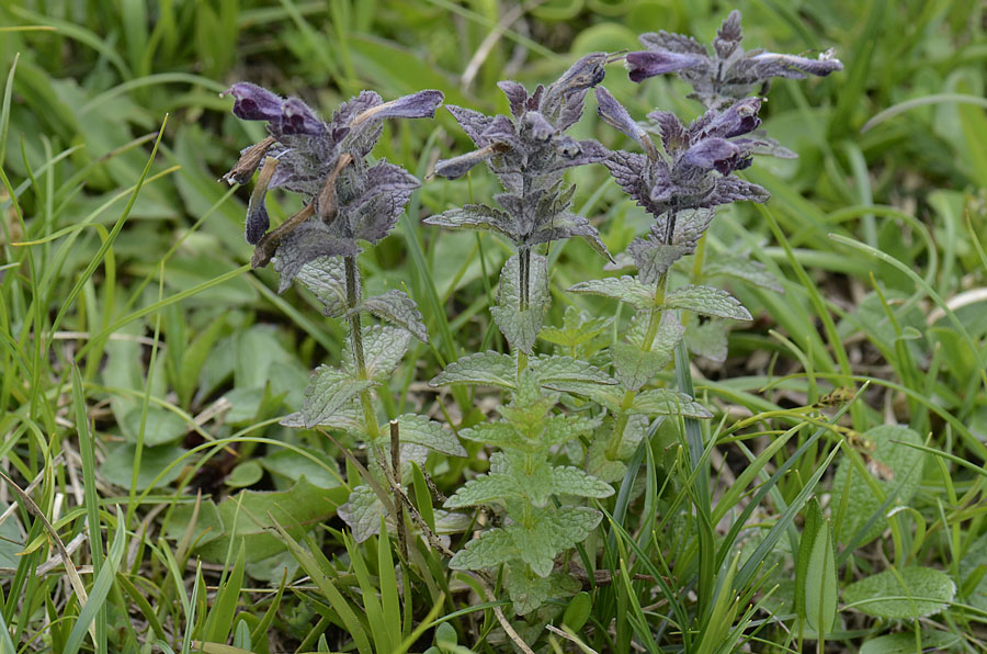 Bartsia alpina / Bartsia